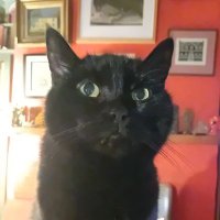 Stumpy (@stumpypanfur) 's Twitter Profile