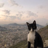 Nevabıt (@elazizlieda) 's Twitter Profile