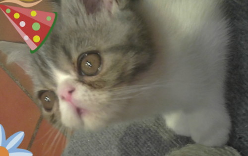 MrFiddlesthecat's profile picture. Im just a good looking exotic shorthair cat meoow !