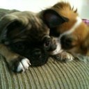 Danielle Champion - @dcolivas - Twitter