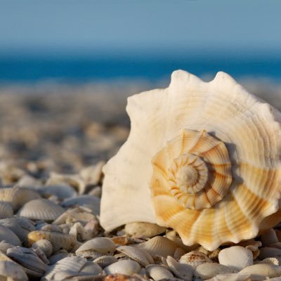 SheShells's profile picture. 