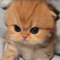 bola bolinha (@pspspaulaa) 's Twitter Profile