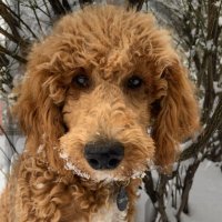 Chester “Copperpot” (@tischester) 's Twitter Profile