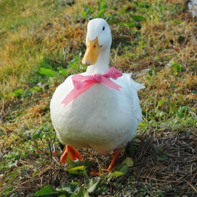 アヒル飼ってました 写真家平塚音四郎.JPS.APA会員 撮影〜画像処理、試作商品を広告宣伝用に。follow RT歓迎。写真使用NG 私からの無言フォローお許し下さい。お仕事依頼はDMでお気軽にご相談下さいahirupochi@yahoo.co.jp https://t.co/sH7uvE6ljN