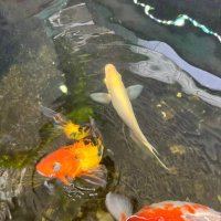 nguyen tan lam |(Ø,G) (@rongvang208) 's Twitter Profile