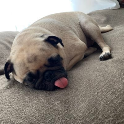 gefjX4yifXqLQfZ's profile picture. 北海道生まれ信州育ちのまるきっちゃん！てへぺろ犬の魅力をぼちぼち発信します😃無言フォロー失礼します😃