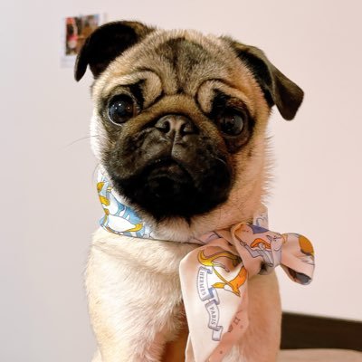 パグのモモちゃん🍑 (@momopug20221210) / Posts / X