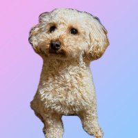 8 (@hachi8_dr) 's Twitter Profile