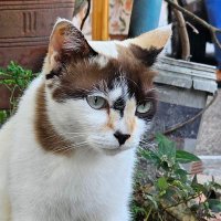 หยำเป (@petnq) 's Twitter Profile Photo