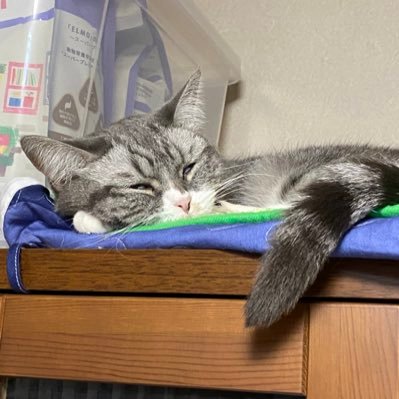 Hanamimi0409's profile picture. 