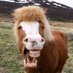 El pony de Von der Leyen (@ponyVonDerLeyen) Twitter profile photo