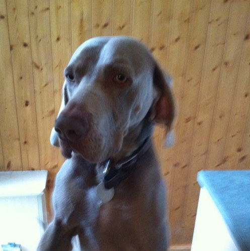 barnstormer123's profile picture. 