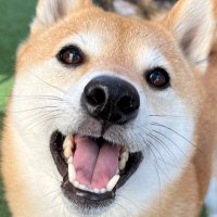 柴犬おとちゃん🐕4歳♀(@0218_oto) 's Twitter Profile Photo