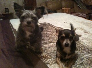 gignred's profile picture. I'm married to Mr. Wonderful for 17 yrs, I'm step-mother to two great kids & I'm just loving life with my family & my dogs...aka, my babies :-)