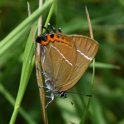 FLS, FRES | Manages UK Lepidoptera database - currently ~59 million records | Own images | Bluesky: https://t.co/tuEZrnkRgd
