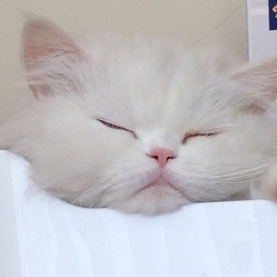 osmantuzun's profile picture. do you ever get tired of the waiting