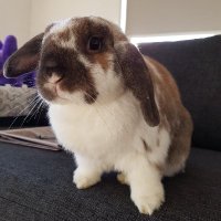 Sarah 🐇 (@moatybuns) 's Twitter Profile