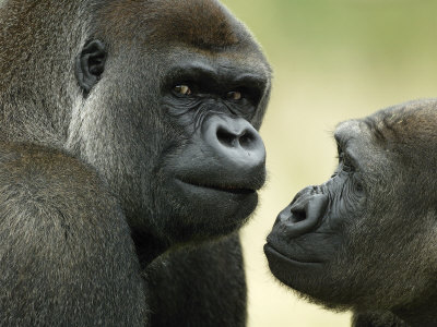 GORILLA FRIEND is committed to promoting gorilla conservation, education, and enrichment. The goal of GORILLA FRIEND is to enrich the lives of captive gorillas.