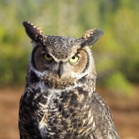 OwlMillenial ๐ฒ๐พ๐ต๐ธ๐๐คโฅ๏ธ (@owlmillenial34) 's Twitter Profile
