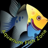 Aquarium Fish Zone(@sagar133322) 's Twitter Profile Photo