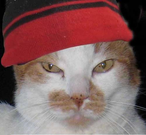 yellowsnpdragon's profile picture. 