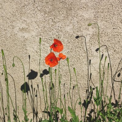 Joanamateu13's profile picture. 