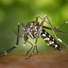 Mosquito (@cuentasendeca) 's Twitter Profile