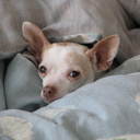 jim lively - @divefordimes - Twitter