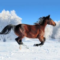 競馬予想家「ウマウマ」AI予想🐴🐴 (@umauma999xxx) 's Twitter Profile