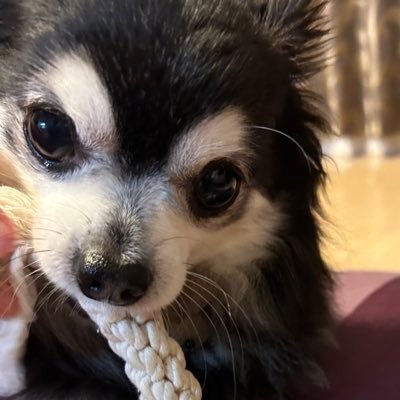 dimepascua's profile picture. TM NETWORKの全楽曲～QUANTUM 🎶に全力❗️てっちゃん❗️ビール🍺でらいむ（ワンの名前）と過ごしてます。