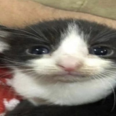 Main account: @itsmel3mon | i shitpost about life here!!!