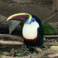 でこ(ง˘ω˘)ว (@go22225546) 's Twitter Profile