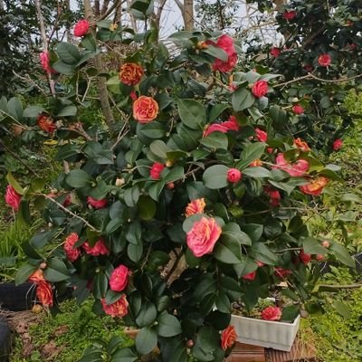 inal_nilgu82967's profile picture. dream pet.. Turtle🐢