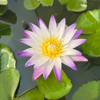 TShommm's profile picture. 