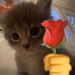 patchaploy_211's profile picture. 