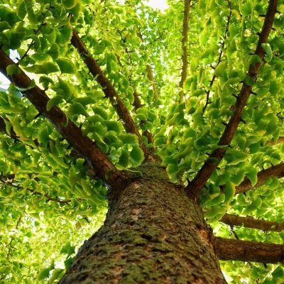 To see a world in a grain of sand🌱🌲📖
🇨🇦安省注册树艺师学徒 Arborist Apprentice