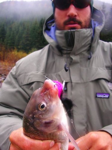 A fishing guide for the famous waters of western Wyoming and eastern Idaho.