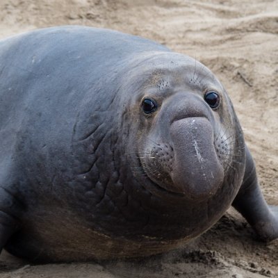 4 year old seal 🦭 looking for love ❤️ and also fishes 🐟and squids 🦑 | DNI IF YOURE AN ORCA OR GREAT WHITE SHARK | Squidpilled Inseal