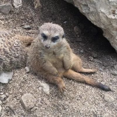 Maybe you missed it, but I'm that #meerkat and I will do nothin' less than what I please.