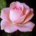 Ann Sidney (@annsidney1) Twitter profile photo Ann Sidney (@annsidney1) Twitter profile photo