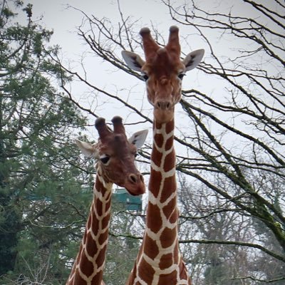 My own photos and videos of animals. Favourite animal: giraffe.