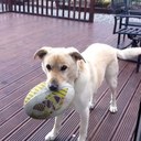 justin kenny - @dogatemenuts - Twitter