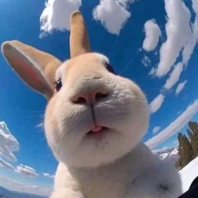 Nederland | rechts en volgens links extreem-rechts,| geen elektrische auto | wijn | anti-woke | harde humor, allergisch voor🇵🇸en🍉