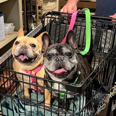 Jay’s wife, Mom to Frenchie Monte. NYY,NYG,NYR & UF Gators. Make-up addict, Fashionista. RIP Bessie, Lola, Oliver, Ella Mae, & Mimi ❤️🐶❤️
