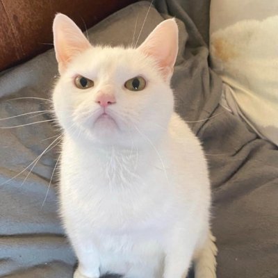 Just a pudgy cat in a midlife crisis, stranded on a small island, clinging to the coconut wireless.