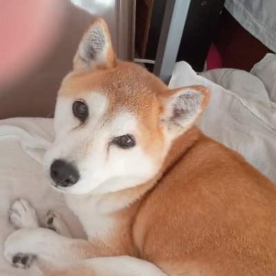 mameneko_jun's profile picture. 山が好きです。暑いのは苦手。寒さには強い寒冷地仕様。