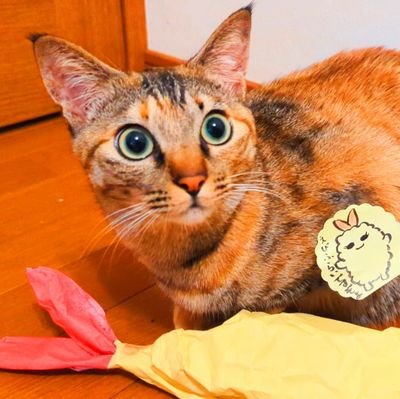 kemu20230419's profile picture. さと→の🐱垢\( ᐙ )/
ジブリとかの時にうるせぇ垢(ง ´⊙ω⊙`)ว
無言フォローとかファボとか失礼します(σڡσ)و✨

✉️DM反応できません🙏🏻ˢᴼᴿᴿᵞ🙏🏻