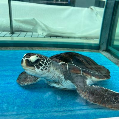 tkn_shun's profile picture. 