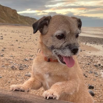 11 year old BT, sniffing out cheese and trouble in Cambridge and Norfolk 🐾