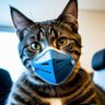 mycatmasks's profile picture. COVID isn’t over. It’s airborne.